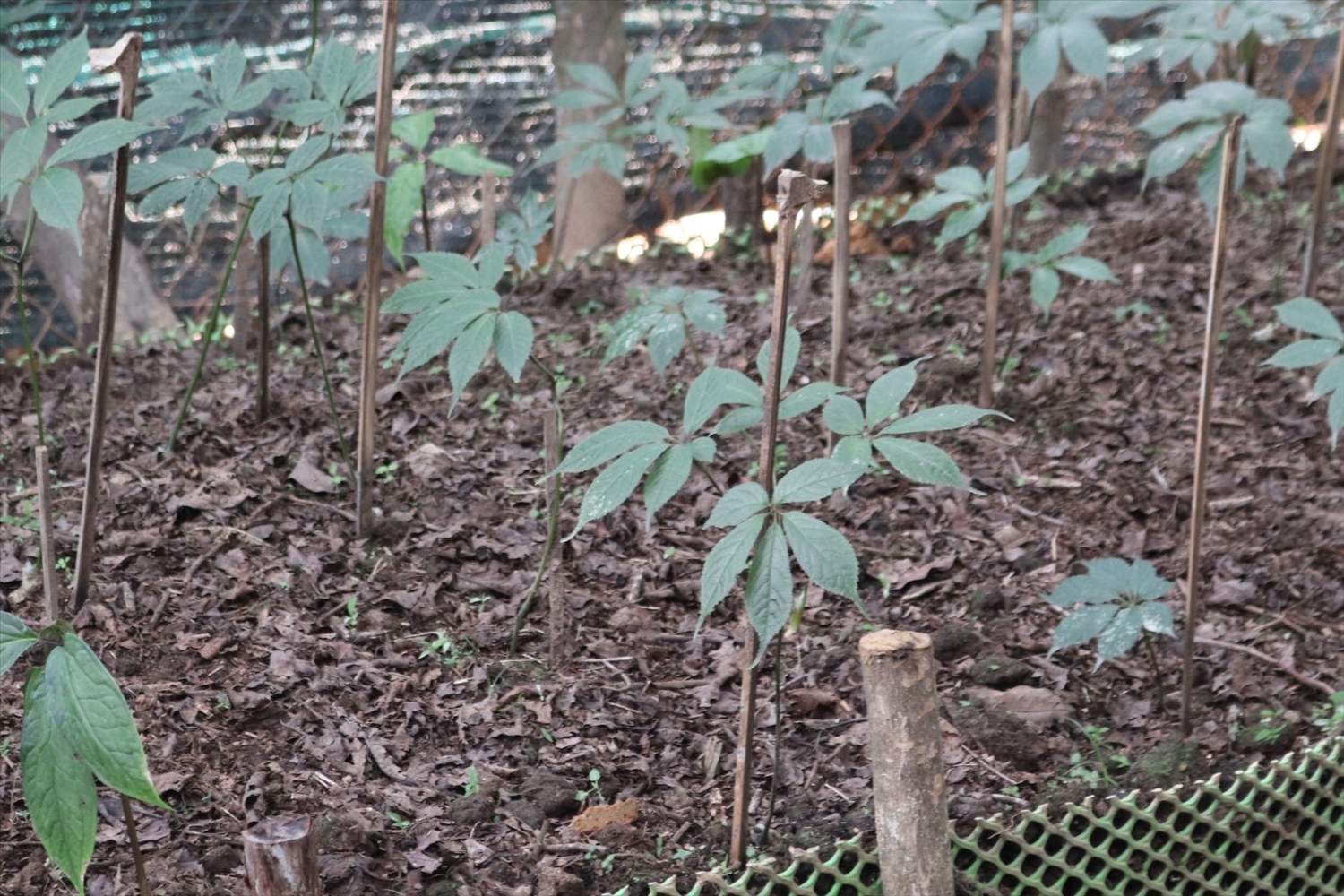 Cây Sâm Lai Châu được trồng trong vườn ươm đang phát triển khá ổn định