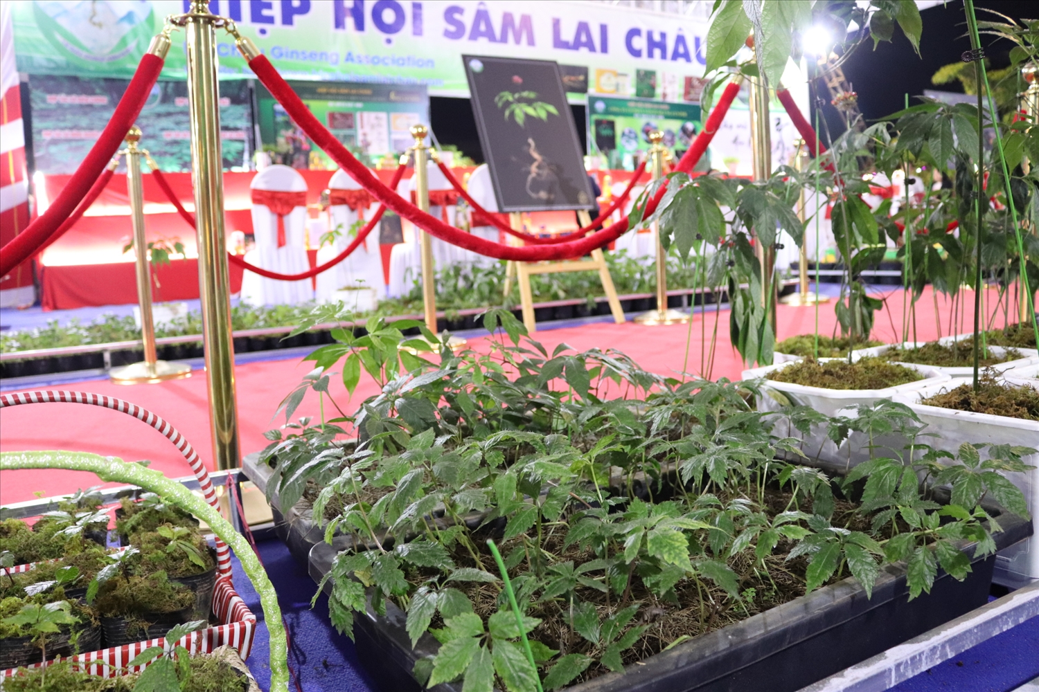 Cây sâm nhỏ được bày bán trong Hội chợ sâm Lai Châu