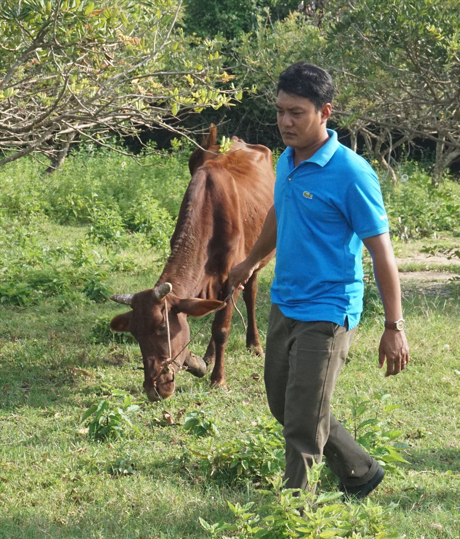 Anh Chành Đi kiểm tra sự phát triển của bò giống của hội viên trên địa bàn