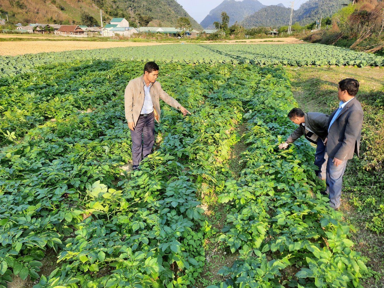 HTX trồng rau an toàn ở xã Hữu Kiệm huyện Kỳ Sơn