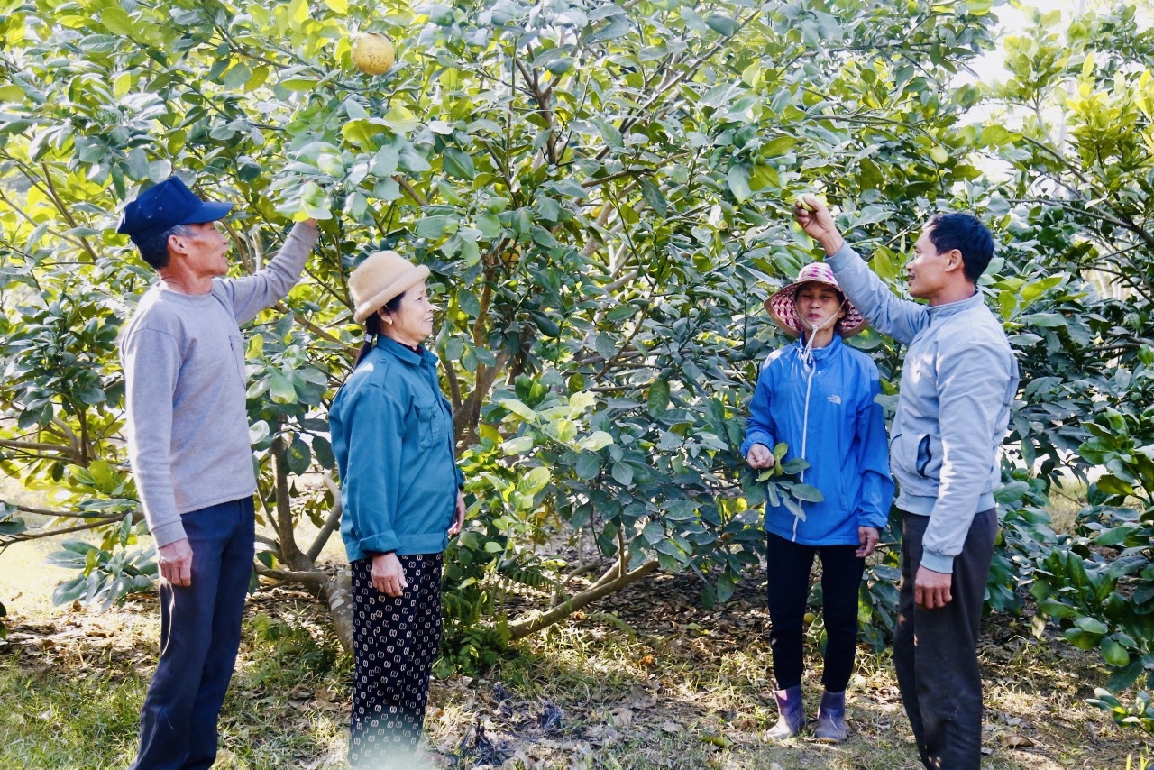 Bí thư Chi bộ Trần Thị Oanh trao đổi với người dân về phát triển mô hình cây ăn quả.