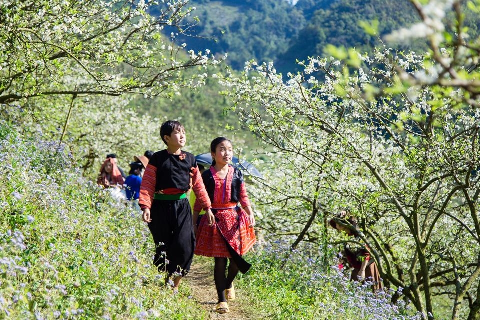 Mộc Châu được công nhận là Điểm đến thiên nhiên hàng đầu Châu Á và Thế giới năm 2022. (Trong ảnh: Thung lũng Nà Ka, Mu Náu - trị trấn Mộc Châu trong mùa hoa mận nở)