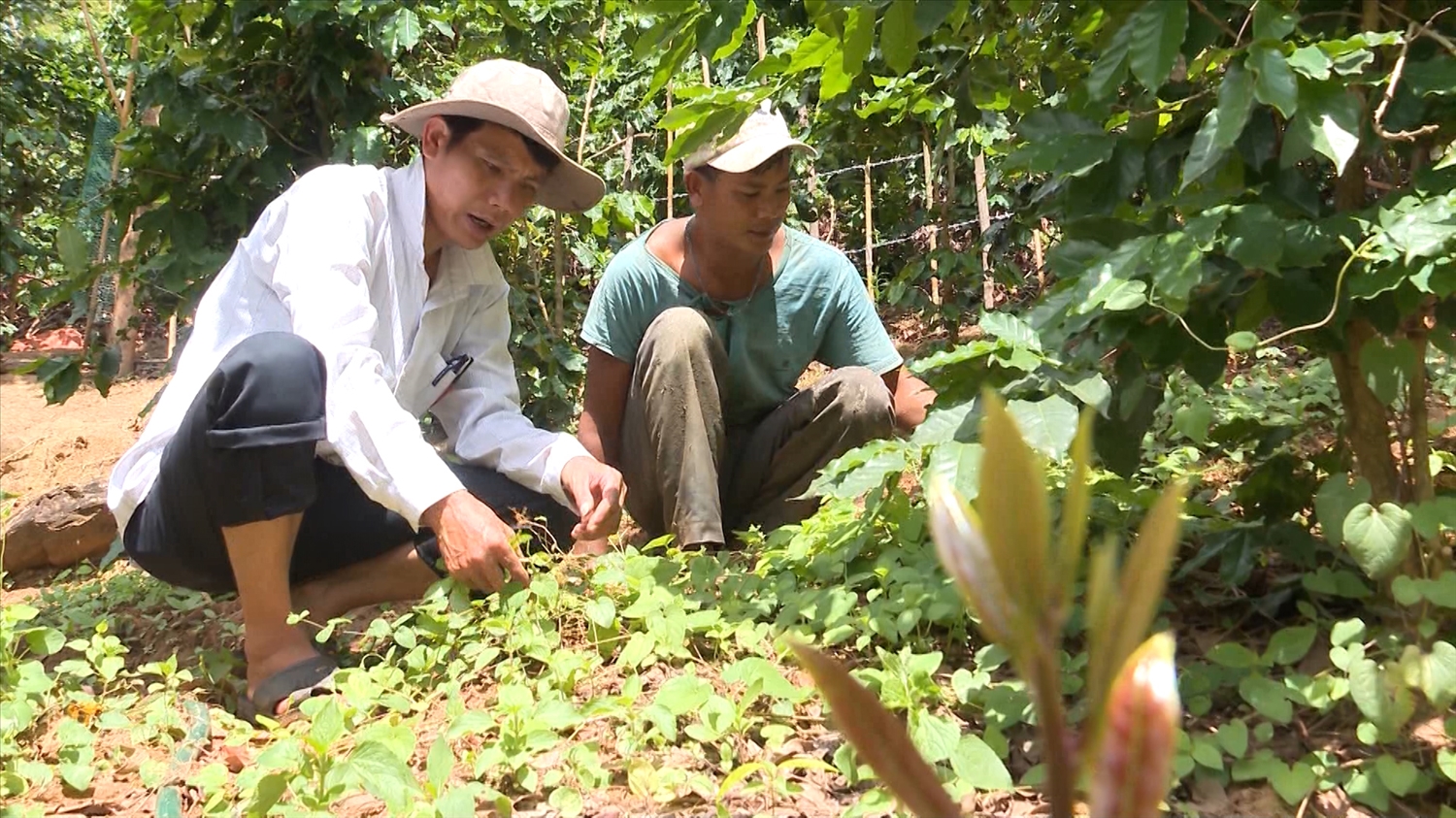 Đồng bào Xơ Đăng xã Đăk Choong trồng xen cây sâm dây trong vườn cà phê