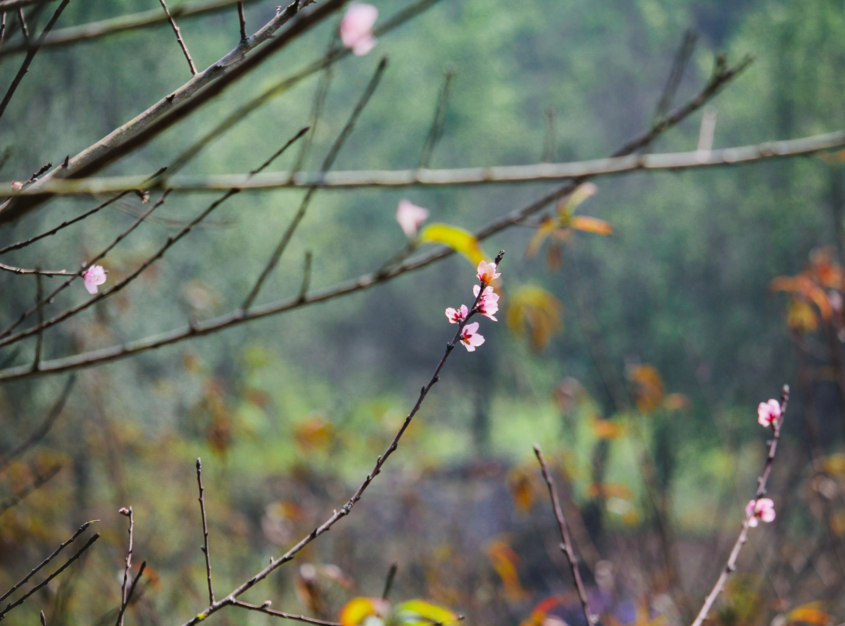 Cành đào hồng cũng đang đua nhau khoe nét yêu kiều khi mùa Xuân đang gọi mời.