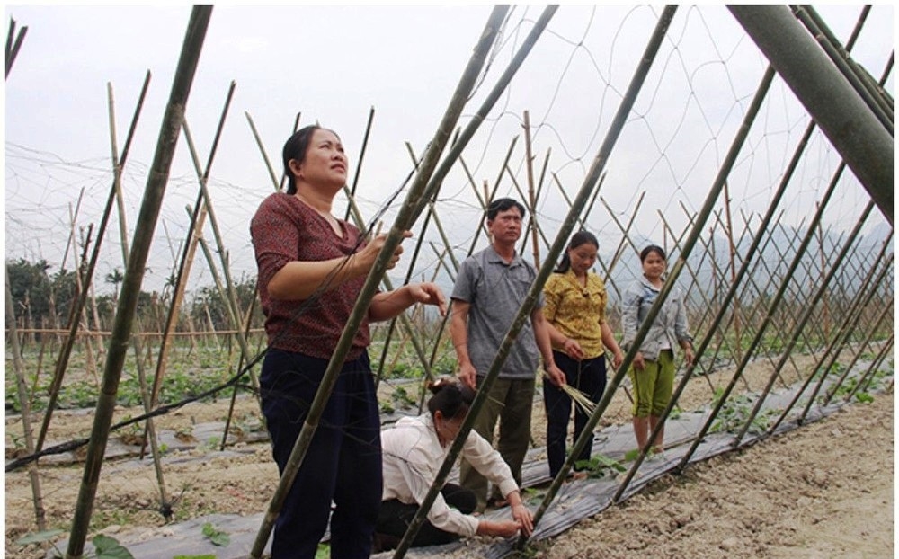 Bí thư Chi bộ kiêm Trưởng bản Khe Ló Lương Thị Tâm (bìa trái) tham gia sản xuất nông nghiệp với người dân
