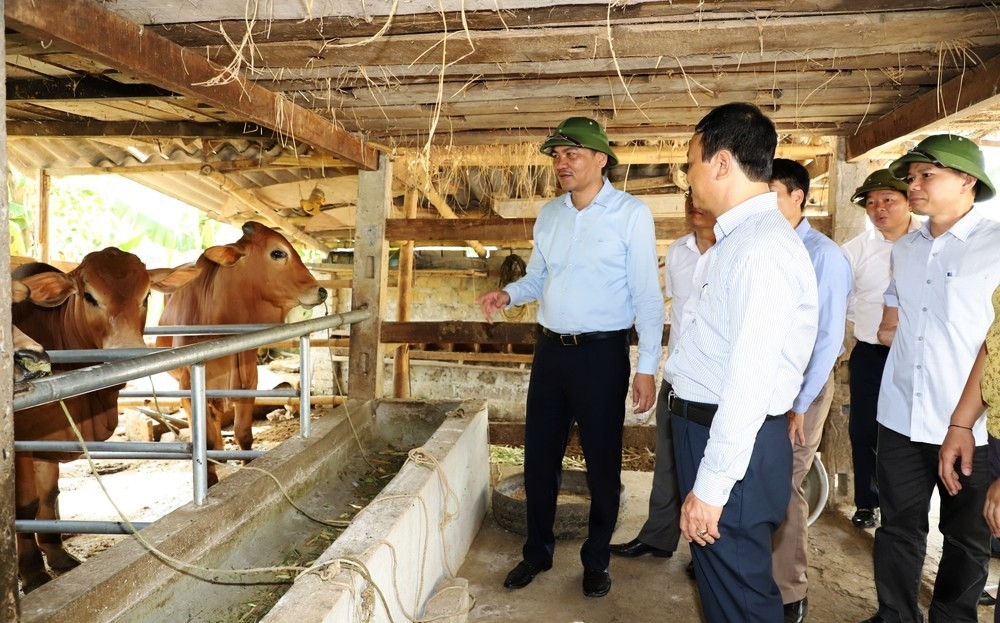 Mô hình nuôi bò nhốt mang lại hiệu quả của gia đình ông Nguyễn Hữu Duệ tại bản Bãi Sở, xã Tam Quang (Tương Dương)