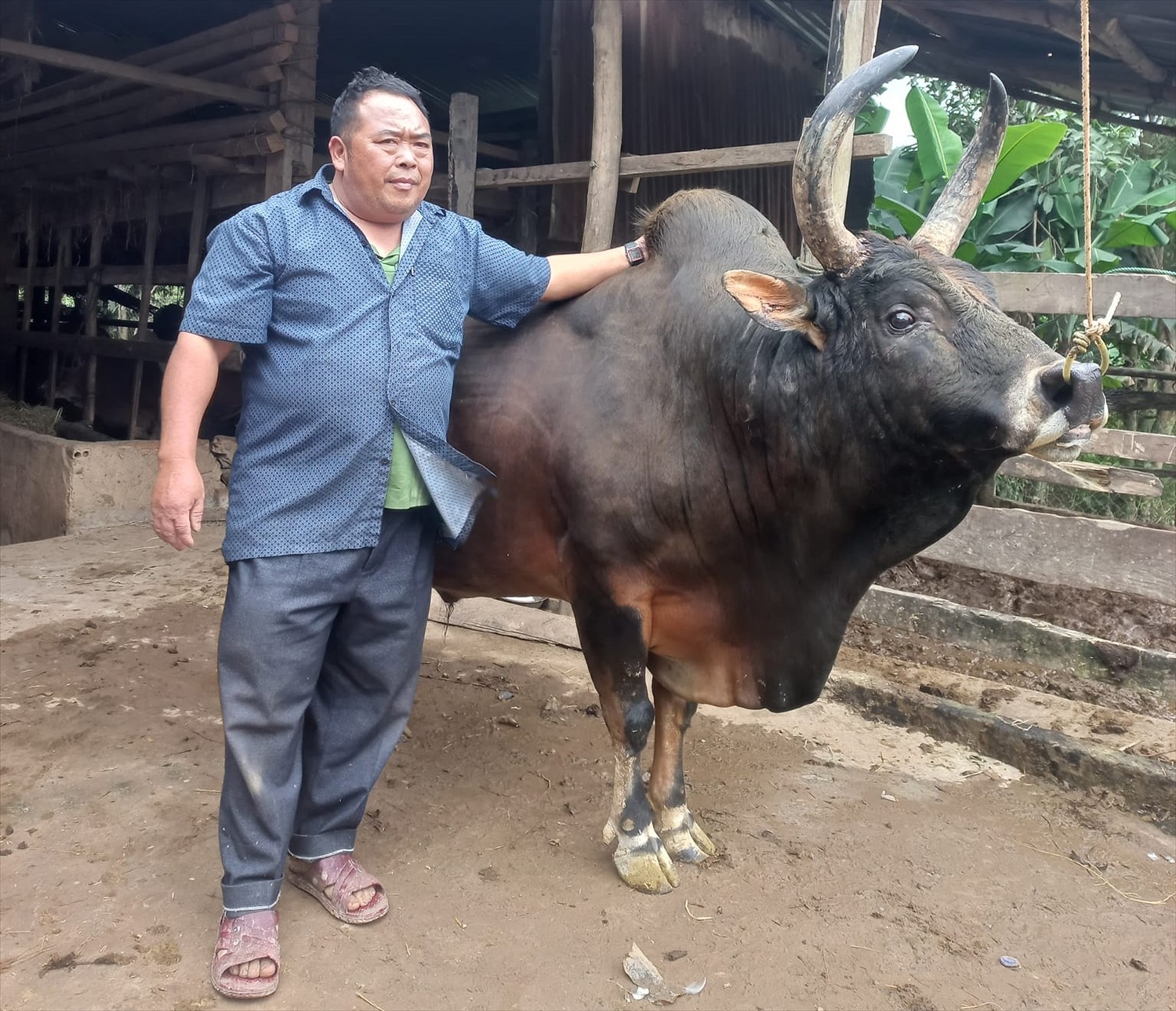 Ông Sùng Văn Lùng, một trong những người nuôi và am hiểu về bò chọi của xã Cư Pui