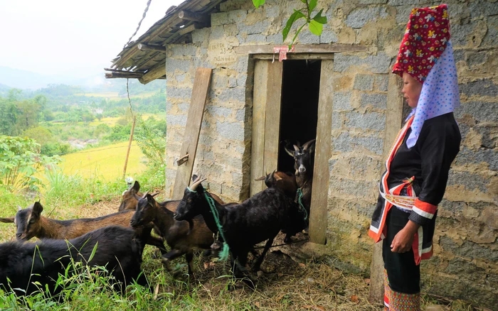 Mô hình nuôi gà, nuôi dê sinh sản đã giúp người dân tại nhiều thôn, xã có cuộc sống ổn định hơn
