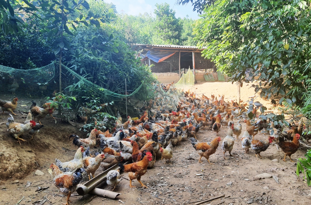 Nhiều người dân học theo mô hình nuôi gà trang trại đem lại thu nhập kinh tế ổn định hơn
