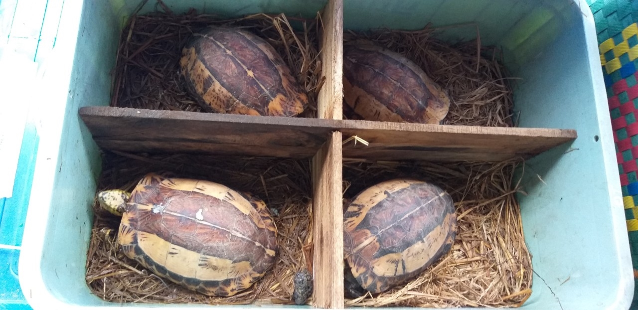 Nhiều cá thể rùa quý hiếm được phát hiện tại Khu bảo tồn thiên Xuân Liên 3