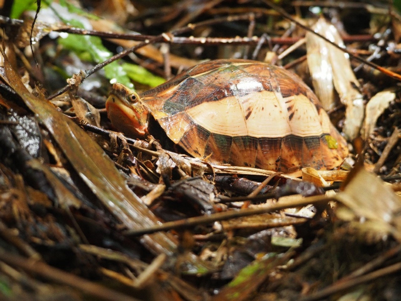 Nhiều cá thể rùa quý hiếm được phát hiện tại Khu bảo tồn thiên Xuân Liên