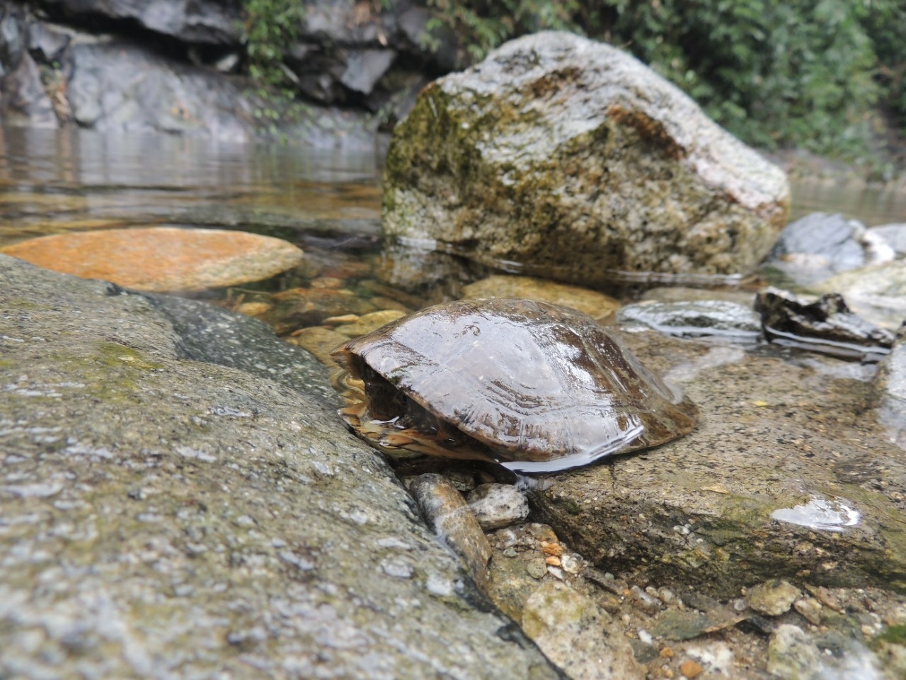 Nhiều cá thể rùa quý hiếm được phát hiện tại Khu bảo tồn thiên Xuân Liên 2