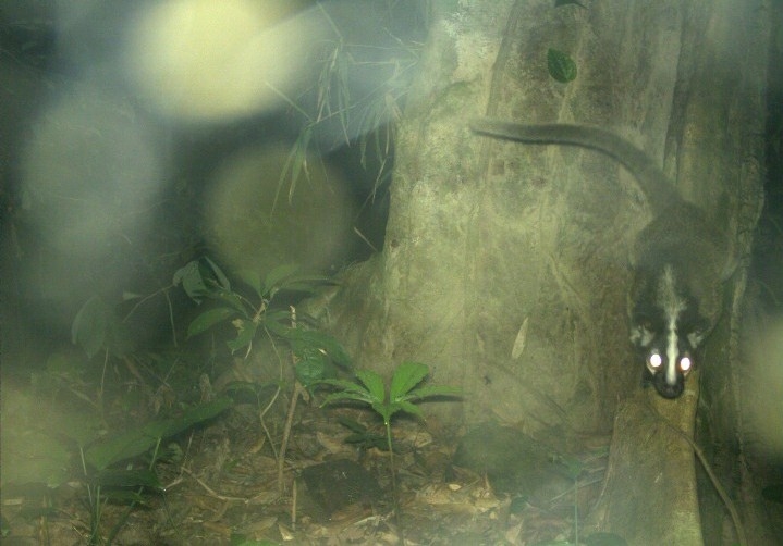 Cầy Vòi mốc xuất hiện tại Khu Bảo tồn thiên nhiên Xuân Liên, tỉnh Thanh Hóa
