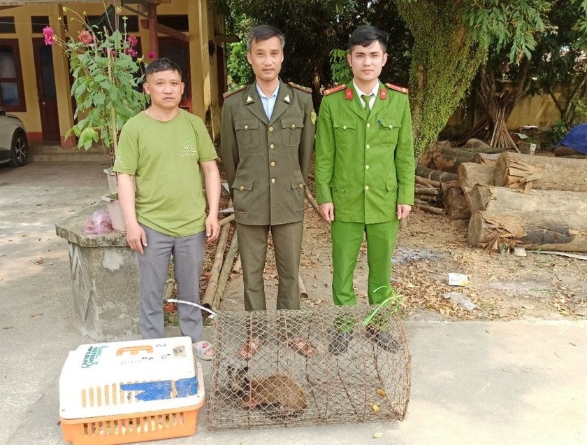 Tiếp nhận và cứu hộ 1 cá thể cầy voi mốc từ Hạt Kiểm lâm huyện Thường Xuân (tỉnh Thanh Hóa). (Ảnh VQG Cúc Phương)