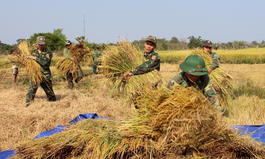 Bộ đội Biên phòng Đắk Lắk giúp dân vụ mùa. (Ảnh: đơn vị cung cấp)