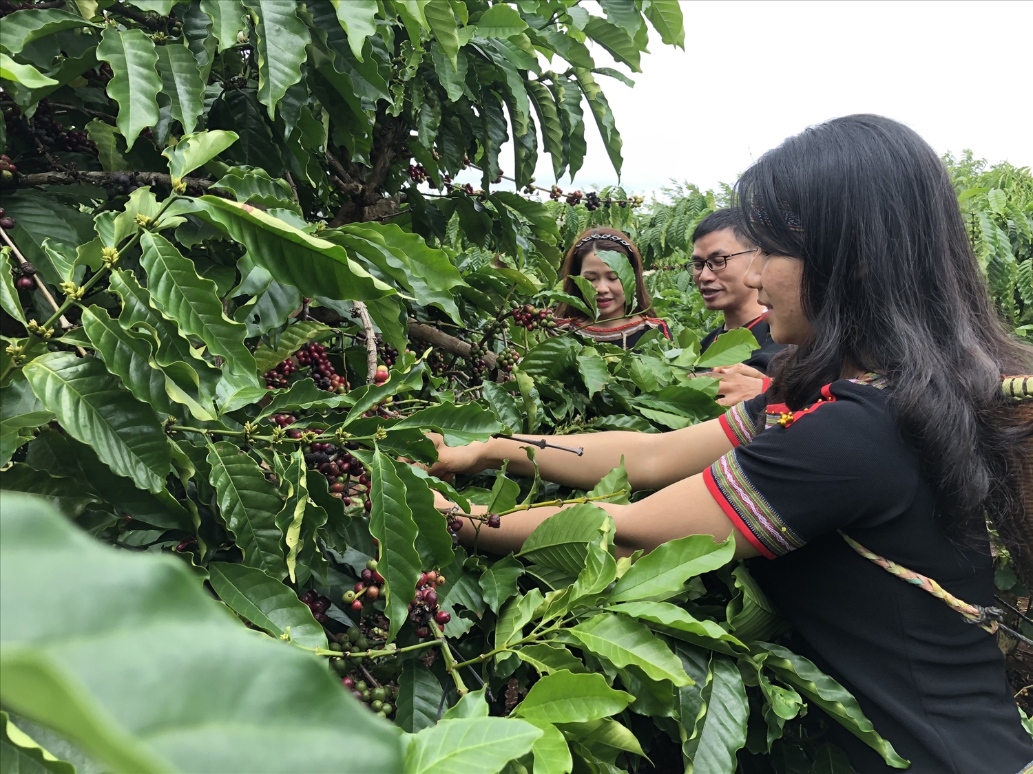 Cà phê là cây trồng chủ lực của tỉnh Đắk Lắk