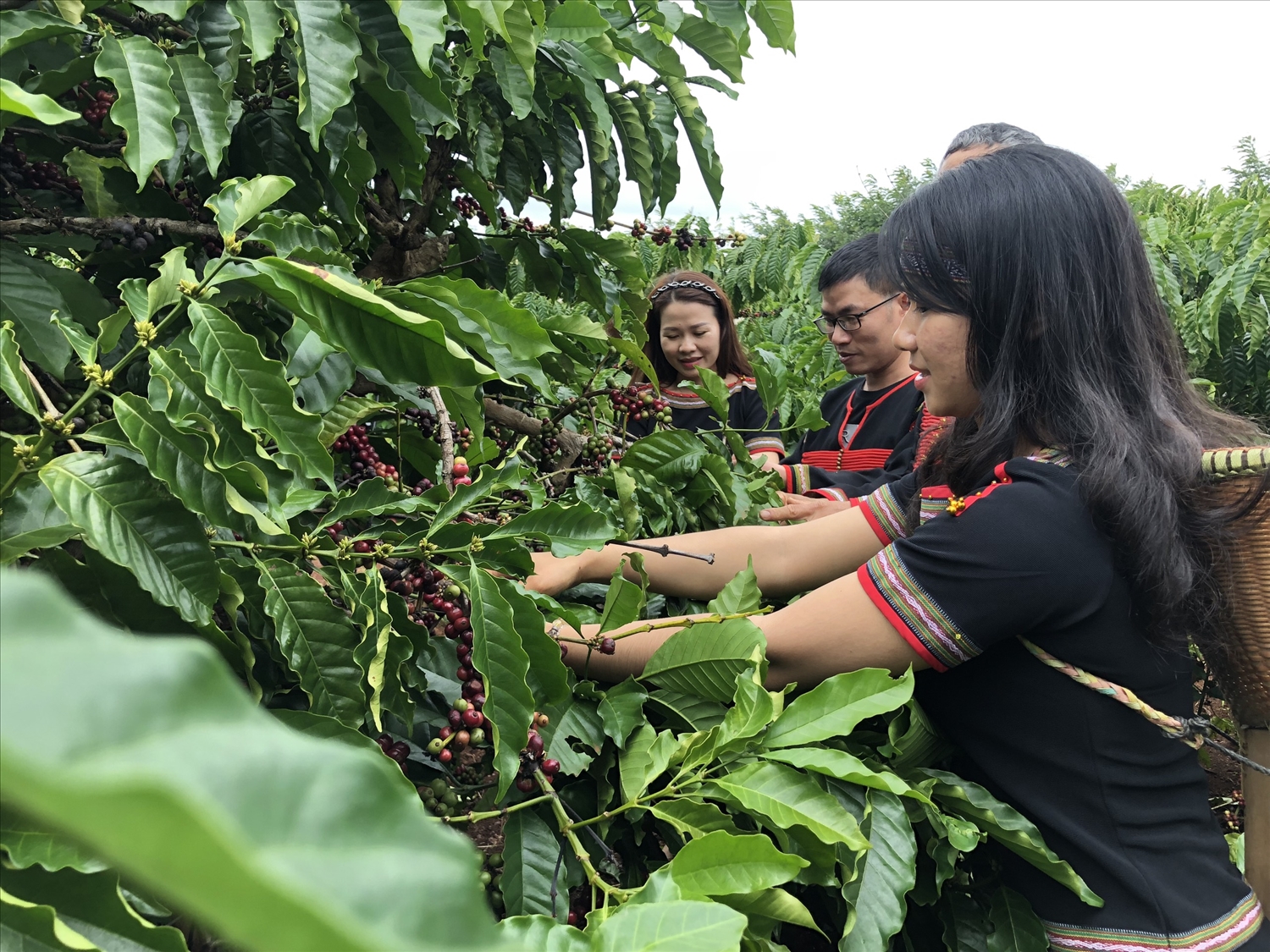 Hơn 700 nông dân trồng cà phê sẽ được tham gia trải nghiệm, chia sẻ tại Lễ hội Cà phê Buôn Ma Thuột lần thứ 8