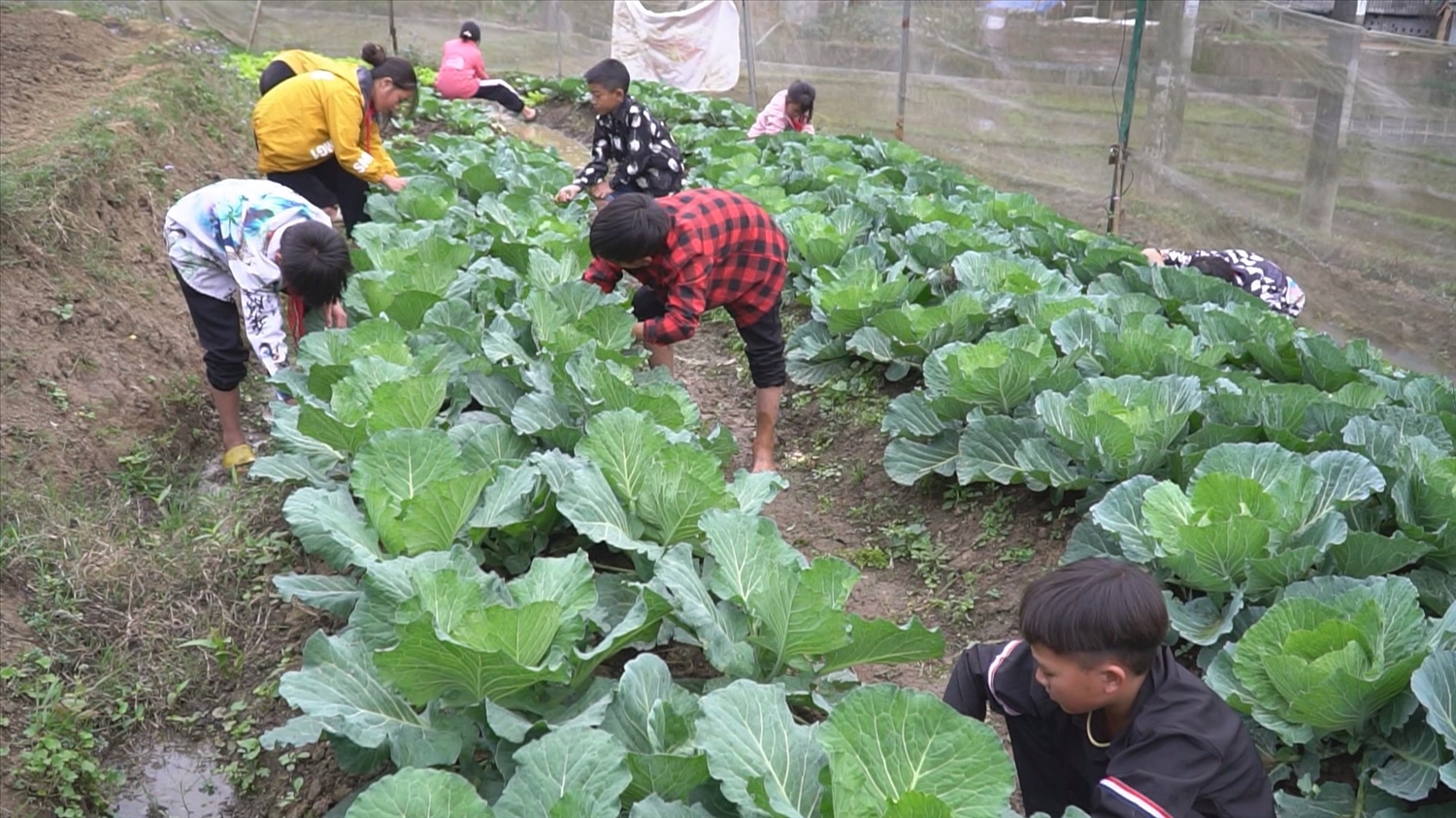 Thầy và trò nhà trường tăng gia trồng thêm rau xanh cung cấp cho bữa ăn hàng ngày