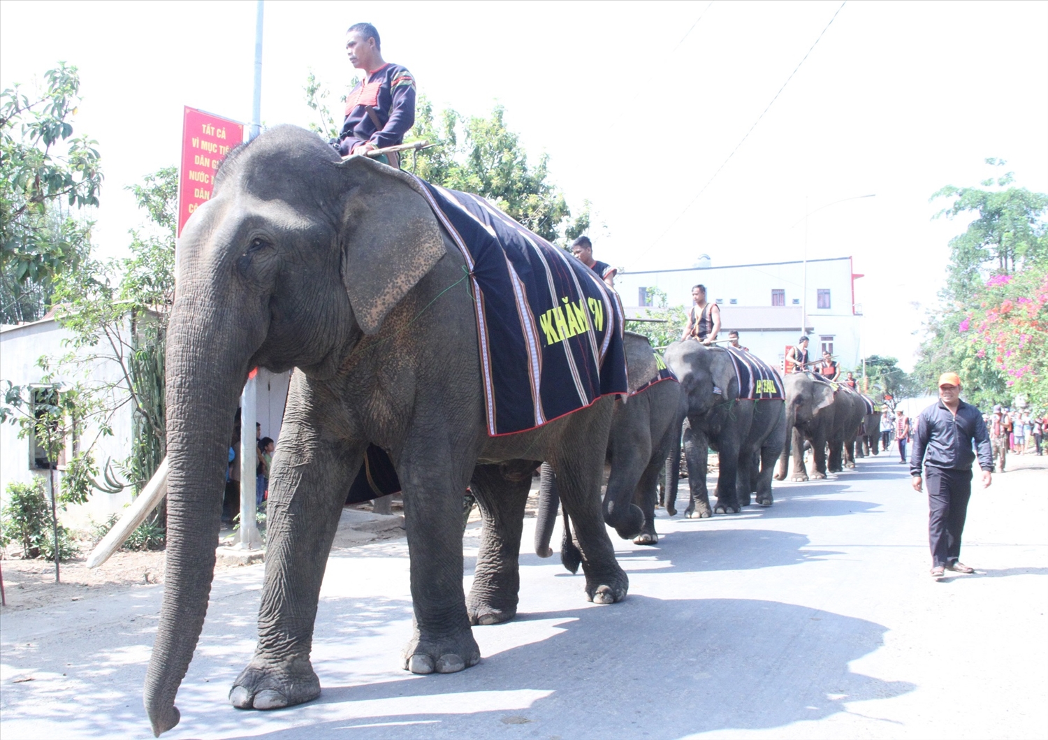 Những con voi nhà ở buôn Lê, thị trấn Liên Sơn được nài voi điều khiển đến nơi thực hiện lễ cúng sức khỏe