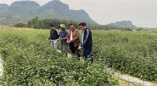 Mô hình trồng cây dược liệu tại vùng núi Thanh Hóa
