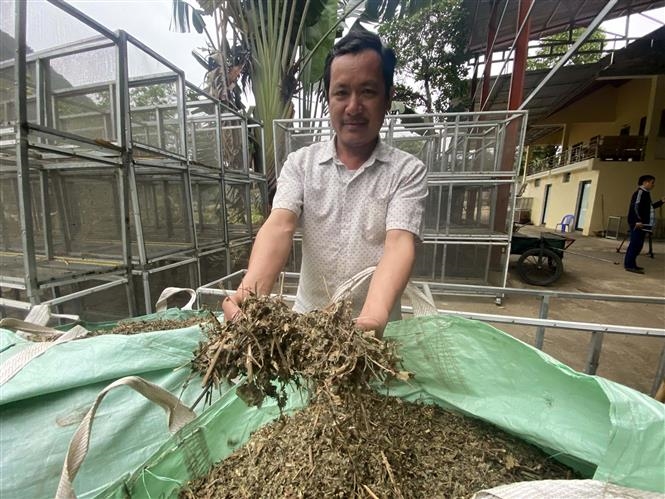 Trồng cây dược liệu- Hướng đi mới giúp nông dân vùng cao ở Thanh Hóa xoá đói giảm nghèo 4