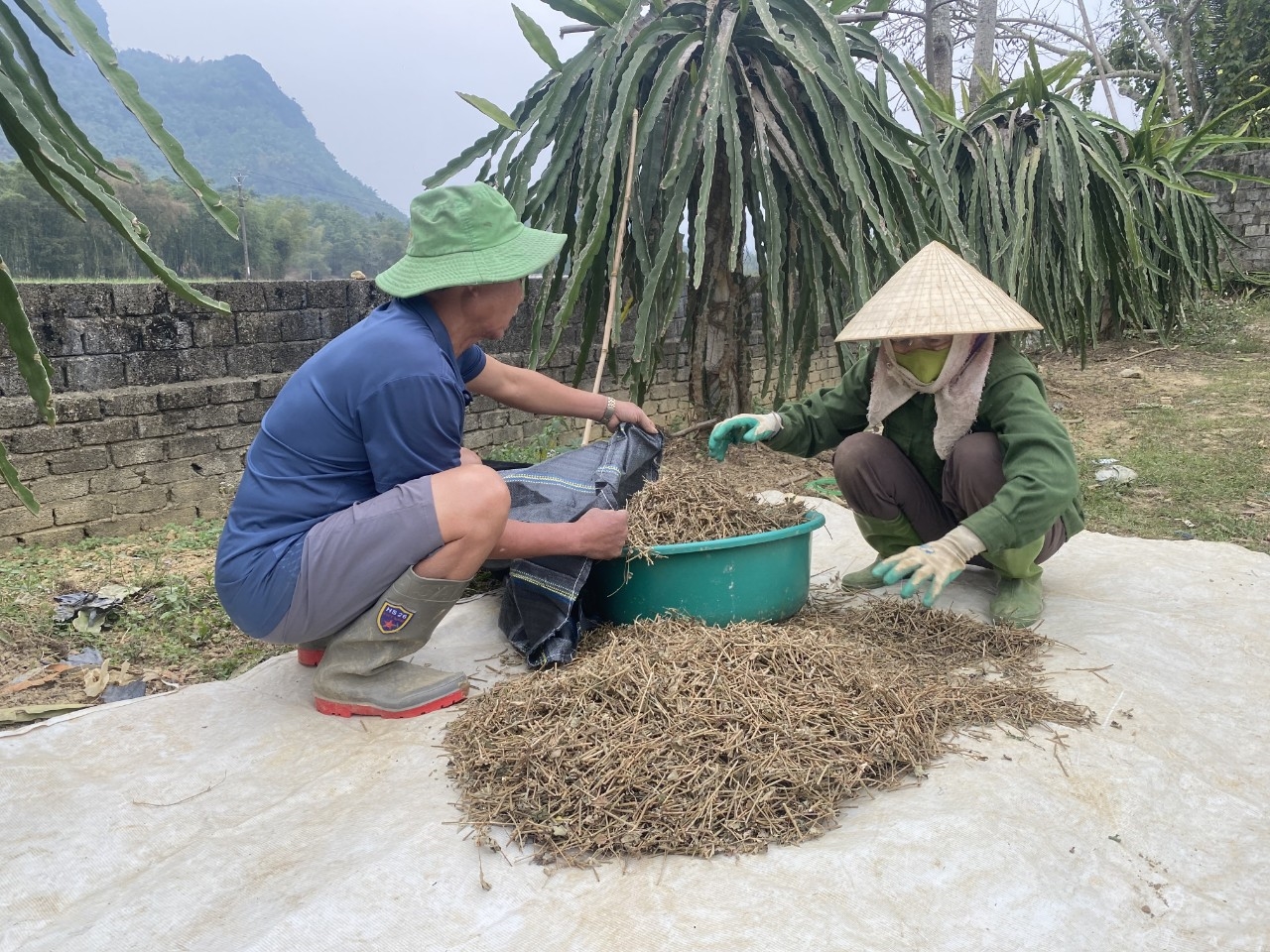 Trồng cây dược liệu- Hướng đi mới giúp nông dân vùng cao ở Thanh Hóa xoá đói giảm nghèo 2