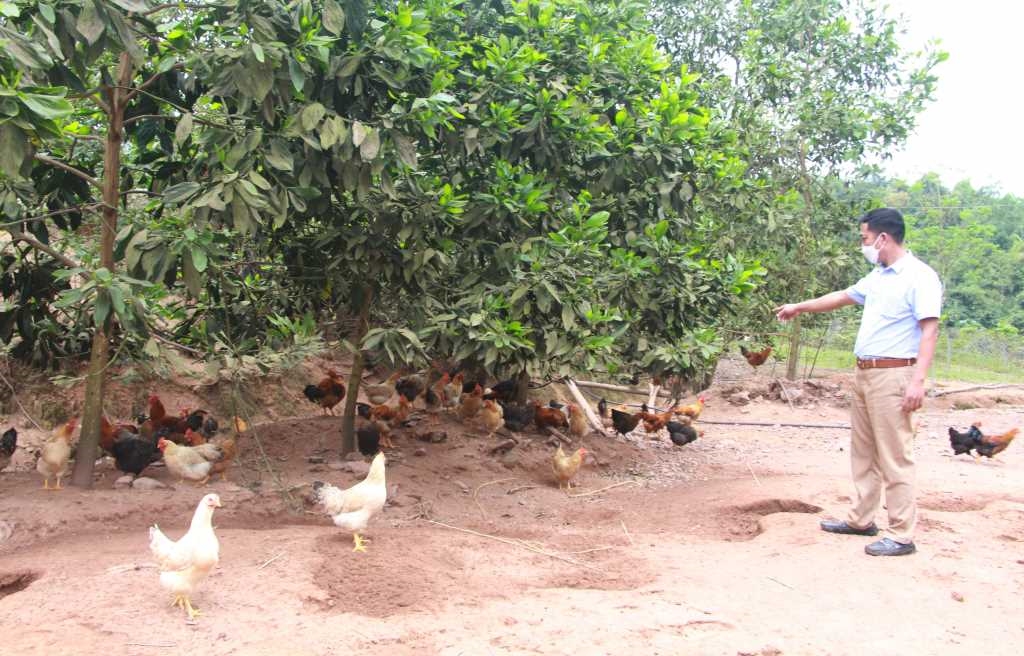 Đảng viên Sần Văn Cắm đầu tư mô hình nuôi gà Tiên Yên thương phẩm theo quy trình VietGAP 