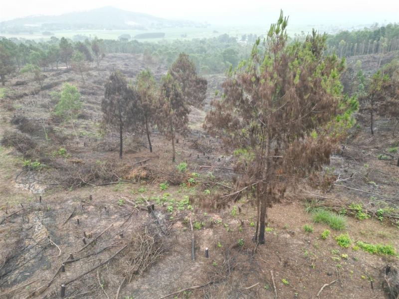 Vụ cháy thiêu rụi 5,5 ha rừng sản xuất