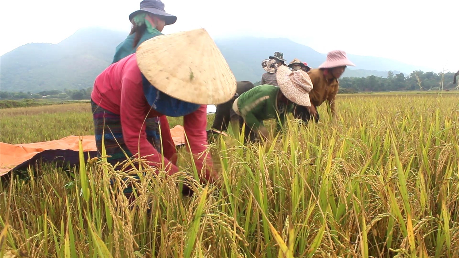 (Bài Kế Hoạch)Trồng lúa chất lượng cao, chuyện thiếu gạo mùa giáp hạt lùi vào dĩ vãng 2