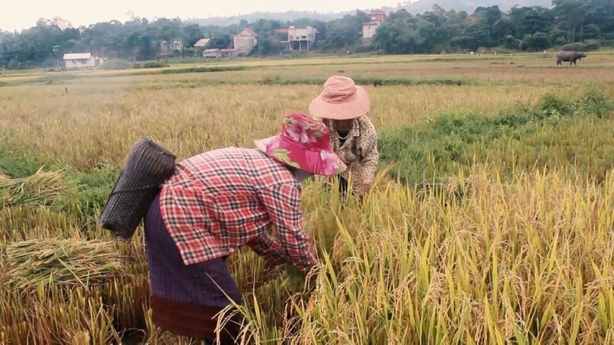 (Bài Kế Hoạch)Trồng lúa chất lượng cao, chuyện thiếu gạo mùa giáp hạt lùi vào dĩ vãng 1