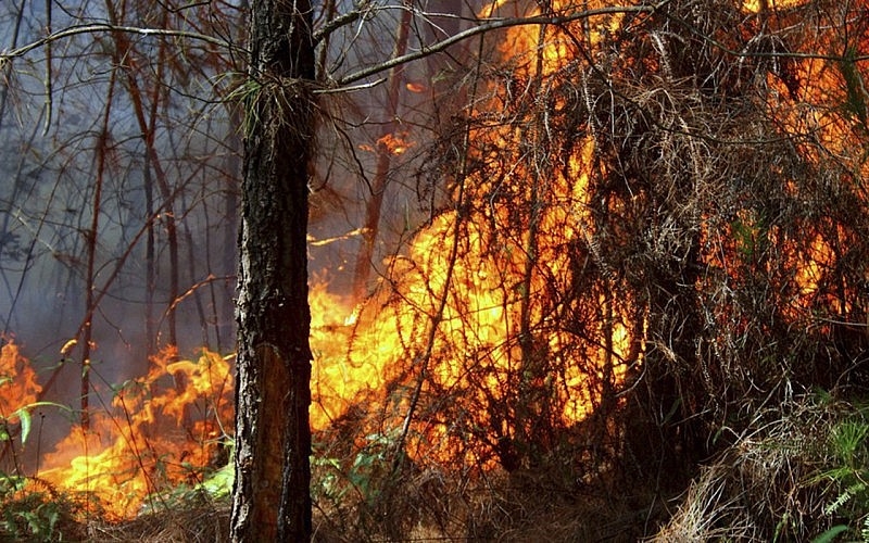 Nguy cơ cao xảy ra cháy rừng trên địa bàn Nghệ An đang ở mức cao