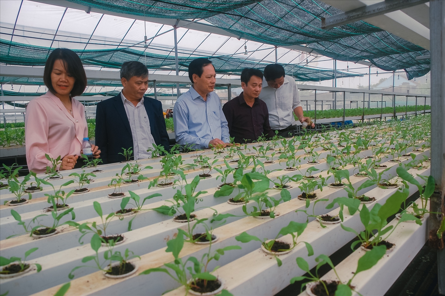 Áp dụng công nghệ cao sản xuất rau sạch ở huyện Yên Thành
