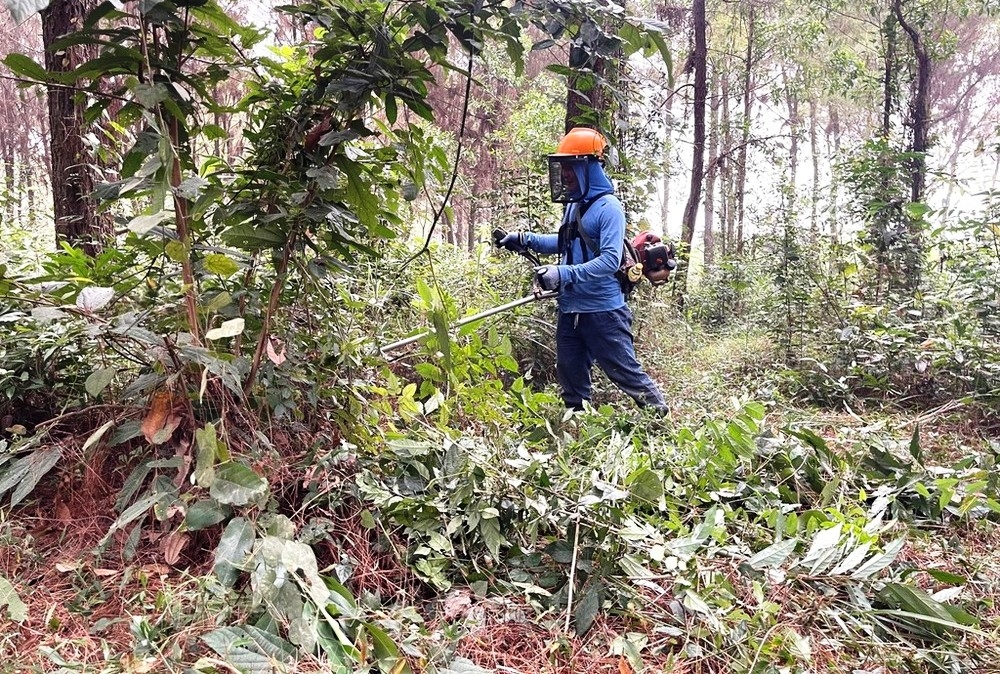 Công nhân của Ban Quản lý rừng phòng hộ Yên Thành đang tích cực xử lý thực bì