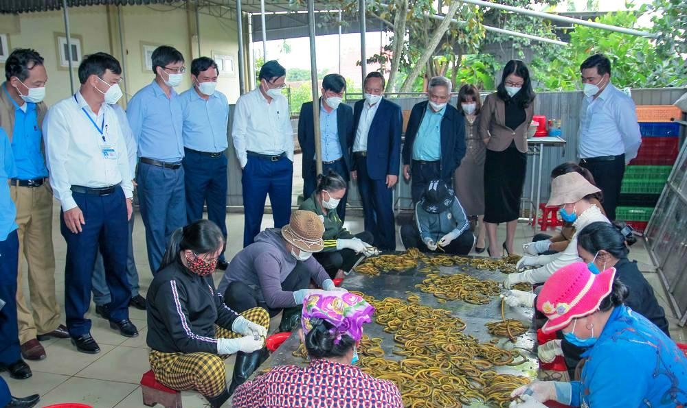 Nghề sơ chế lươn đồng đã giải quyết cho hàng chục lao động ở xã Long Thành, huyện Yên Thành