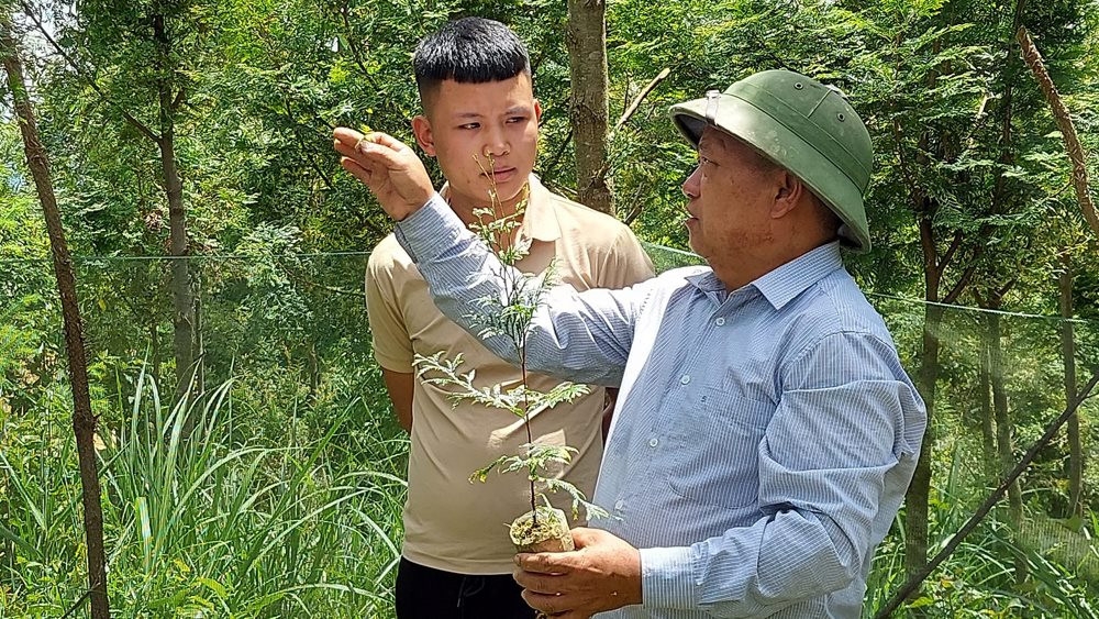 Lão nông người Mông Vừ Vả Chống ở xã Huồi Tụ huyện Kỳ Sơn kể về hành trình trồng cây gây rừng