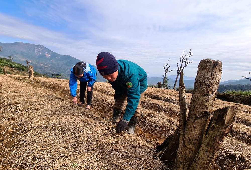 Chàng trai người Mông Xồng Bá Lẩu ở bản Puộc Mú 1, xã Na Ngoi, huyện Kỳ Sơn đang sở hữu trong tay mô hình kinh tế từ đào rừng, gừng và cây dược liệu