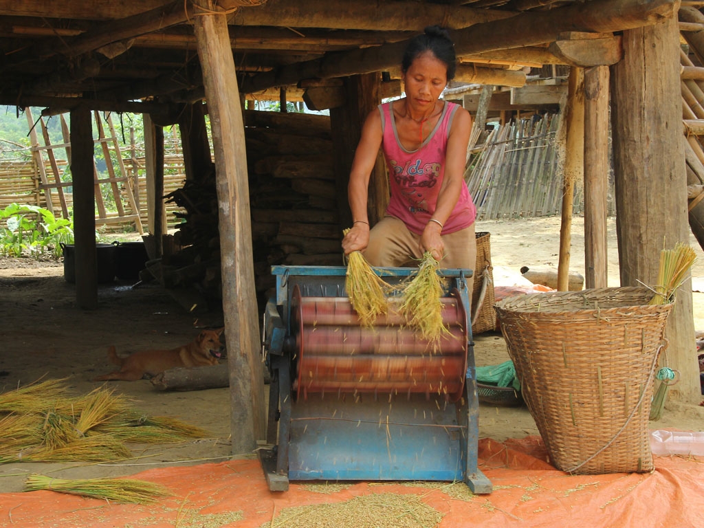 Người Đan Lai đã biết tuốt lúa bằng máy thay vì dùng cối để giã