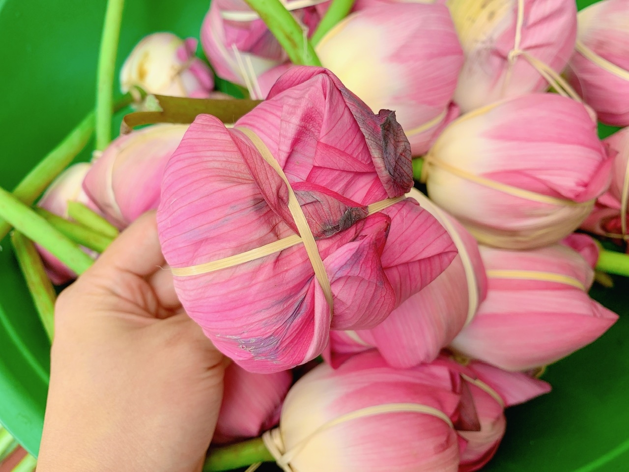 Sau khi đưa trà khô vào bên trong những búp sen, người thợ khéo léo dùng lạt buộc lại ở cuống hoa, để từng búp chè đều được gói gọn trong hương sen thơm thoảng