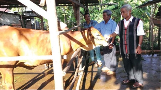 Già làng, Người có uy tín Hùng Văn Xứng đang hướng dẫn bà con kỹ thuật chăn nuôi (Ảnh BDT ĐN)