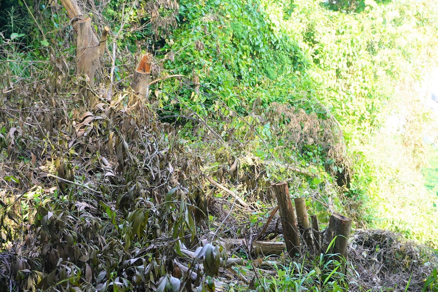 Nhiều cây cối bị đốn hạ nằm trong phạm vi 2.002 m2 đất lâm nghiệp do nhà nước quản lý.