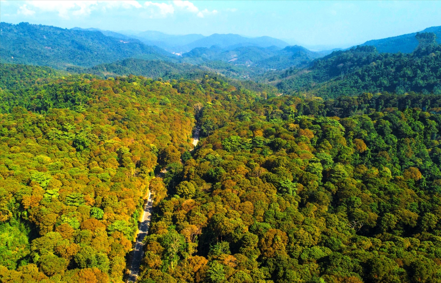 Nhờ được bảo vệ mà rừng săng lẻ ở xã Tam Đình, huyện Tương Dương ngày một xanh tốt