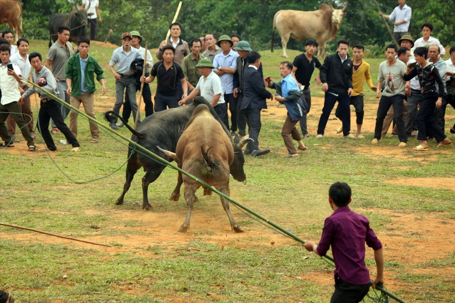 Vui hội chọi bò trong Tết độc lập