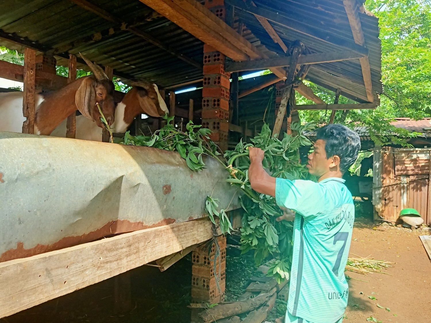 Anh Đào Văn Hiệp (dân tộc Chơ Ro), ngụ tại khu phố Vinh Thanh, Thị trấn Ngãi Giao bên cạnh chuồng dê được phát triển đàn từ những con giống ban đầu do chính sách hỗ trợ