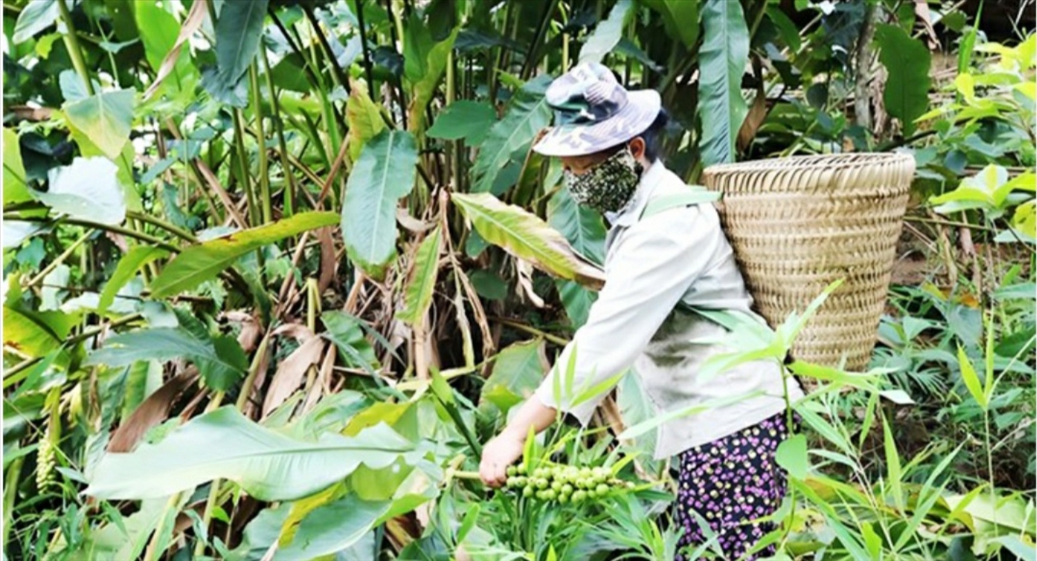 Thiếu việc làm, việc làm không ổn định... đang là câu chuyện ở các huyện miền núi Nghệ An. Trong ảnh: người dân tranh thủ vào rừng hái quả bo bo