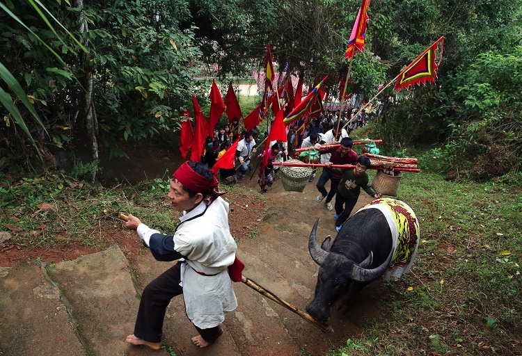 Trâu để hiến trong nghi thức lễ hội Đền Chín Gian huyện Quế Phong