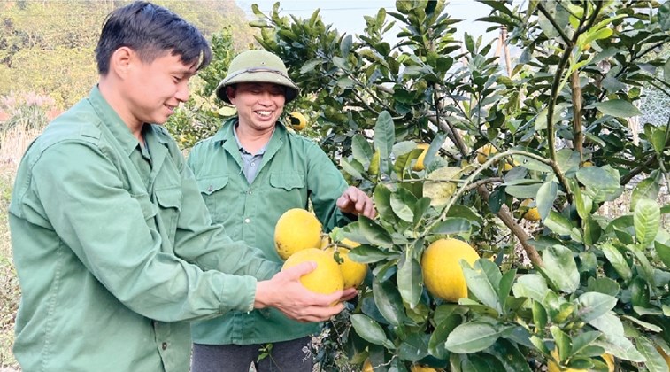 Các đảng viên Chi bộ thôn Làng Un trao đổi mô hình kinh tế cây ăn quả.