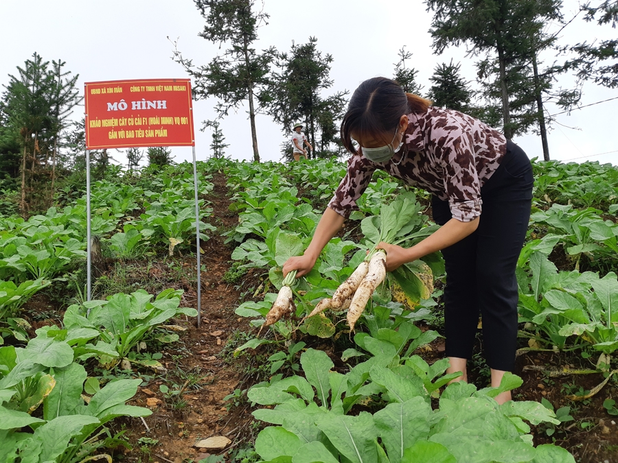 Người dân Xín Mần trồng củ cải liên kết với doanh nghiệp để tiêu thụ sản phẩm