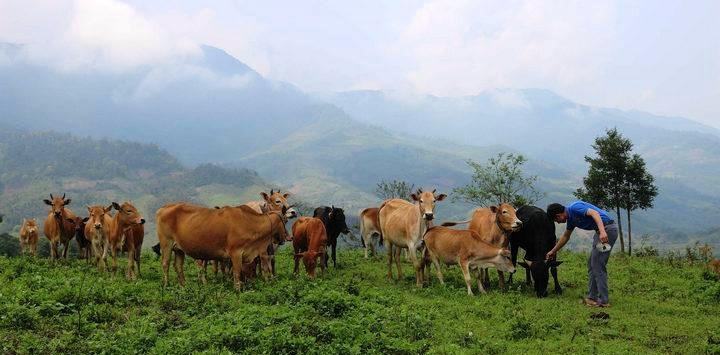 Gia đình anh Lầu Bá Lếnh, bản Ka Trên chọn vùng đất hoang chỉ toàn là cỏ lau, cỏ tranh để khoanh nuôi chăn thả trâu, bò, mỗi năm cho thu nhập từ 120 đến 170 triệu đồng/năm