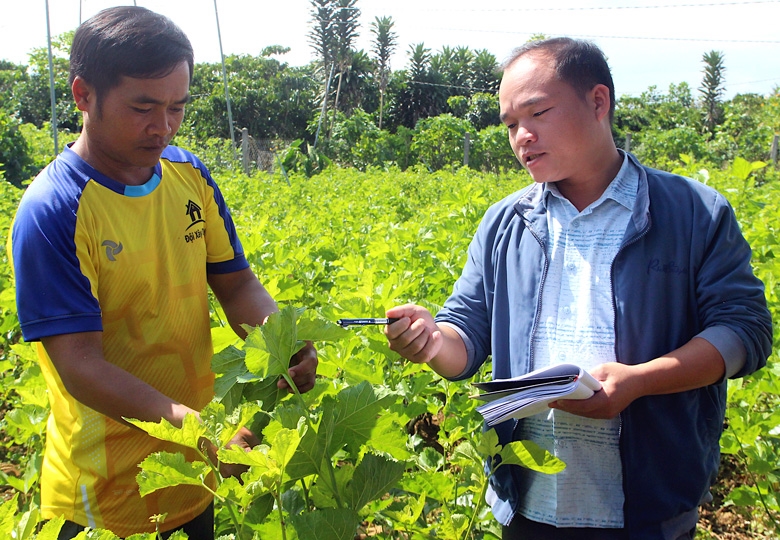 Cán bộ khuyến nông xã Lộc Tân hướng dẫn đồng bào DTTS kỹ thuật trồng dâu, nuôi tằm