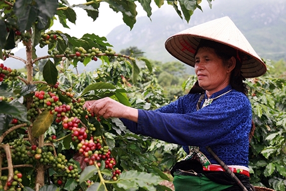  Người dân huyện Mường Ảng thu hoạch Cà phê, loại cây trồng chủ lực của địa phương